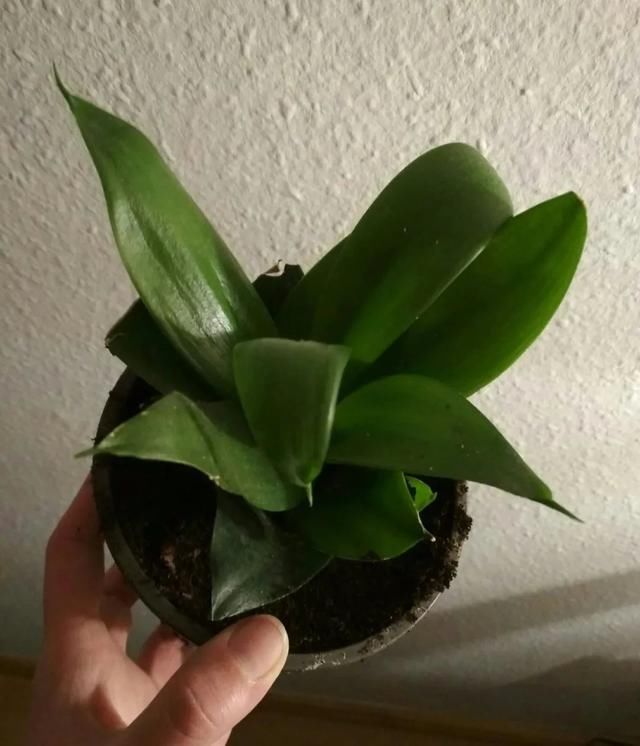  『植物的叶片』预防植物感染虫害要掌握几个技巧，否则容易感染这8种常见害虫