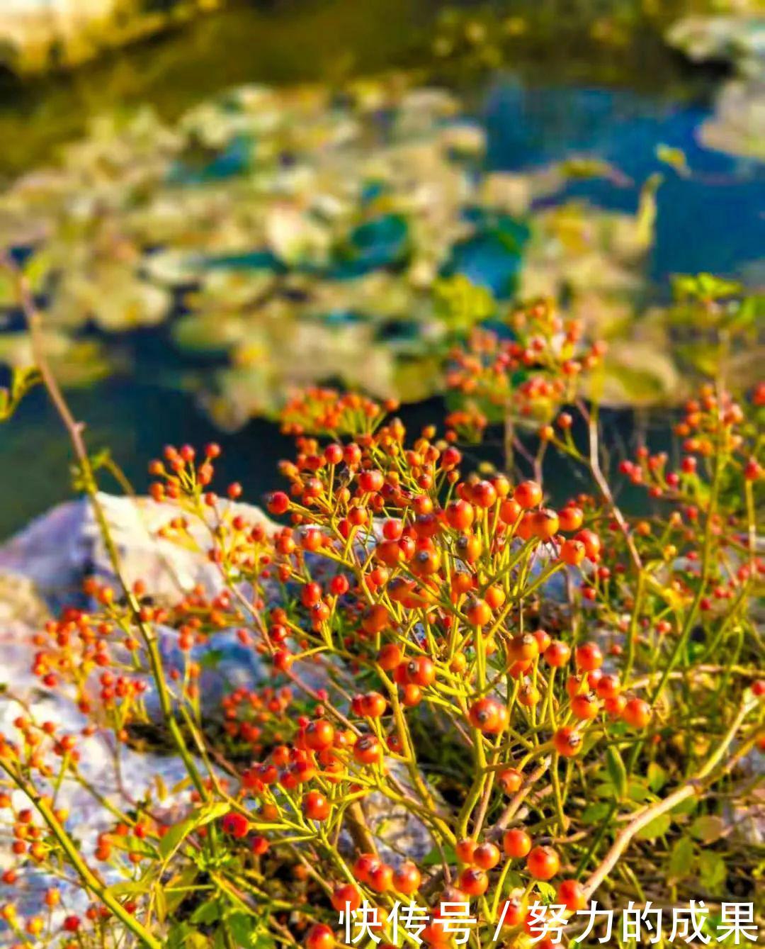 深秋的离开,初冬的到来,你好!台儿庄古城!