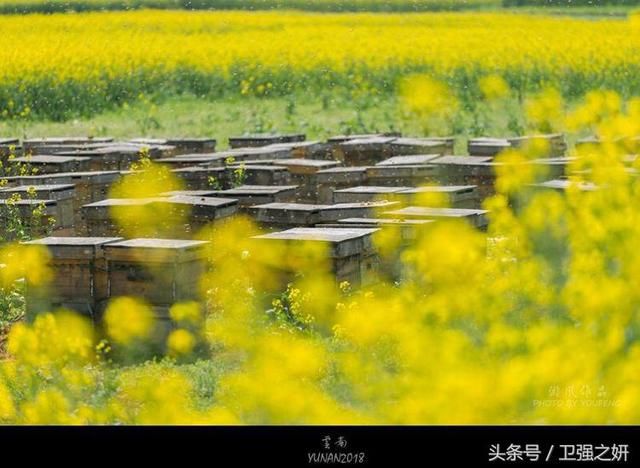 【空谷幽兰】烟雨花香又一春