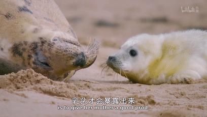 「小豹猫」啊啊啊不行了我被这部「猛男必看」萌化了