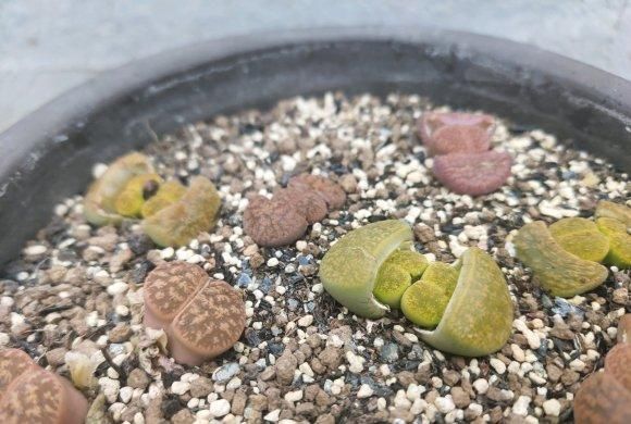 『山地玫瑰』4种多肉最“难养”,养一棵死一棵,买回家必后悔,花钱打水漂