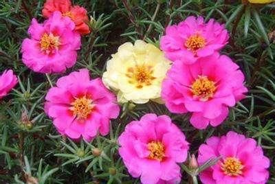  充足的地方@家里养这4种花，再不舍也要搬到外面去，不然长不好不开花