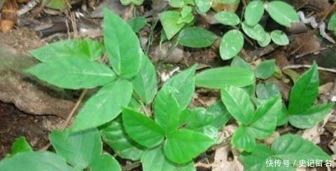  「采挖」曾千元一斤被捧上位，引来采挖热潮，如今却沦为笑柄，