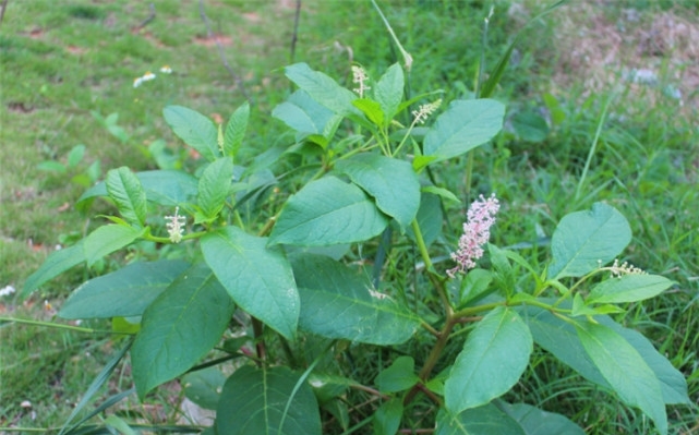 农村田地里常见的野草，人称“山萝卜”，其实它用途广泛