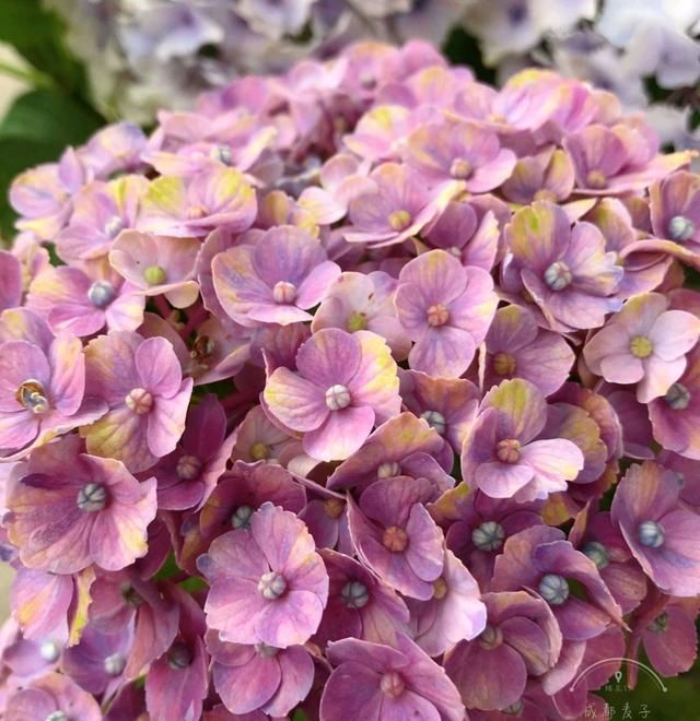 『技巧』谁说绣球花在花苞期不能给花苞喷水?掌握3个技巧,开花比碗大