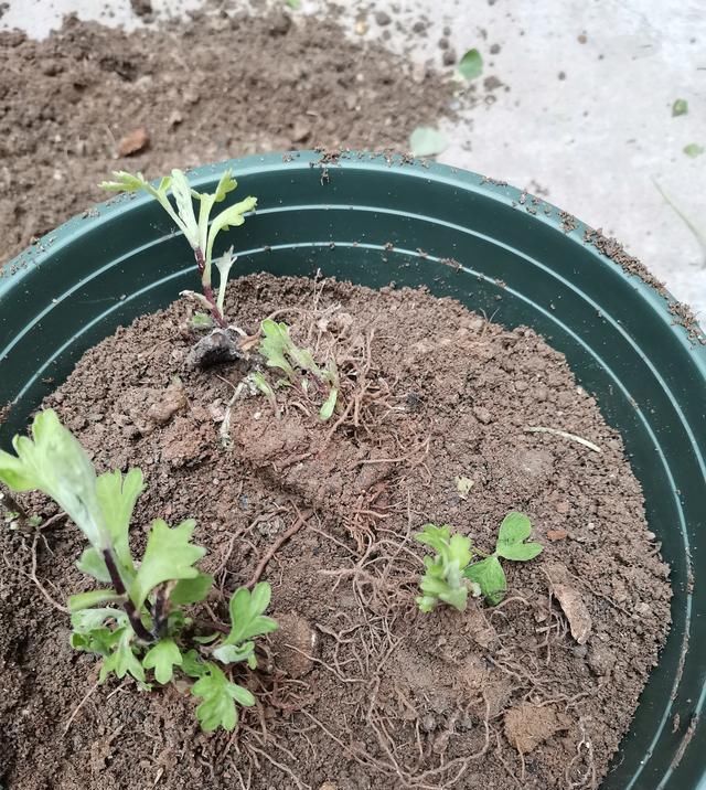  分离出来@菊花分株繁殖，成株快，操作简单易成活