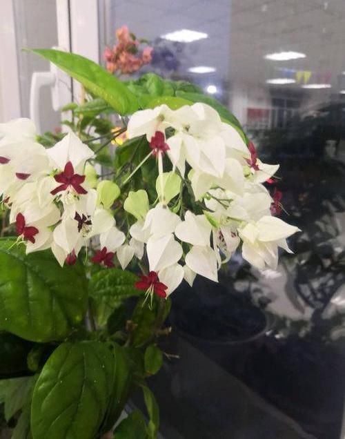 『家里』这种花叫“龙吐珠”，能开上百朵，花友都喜欢，养在家里上档次