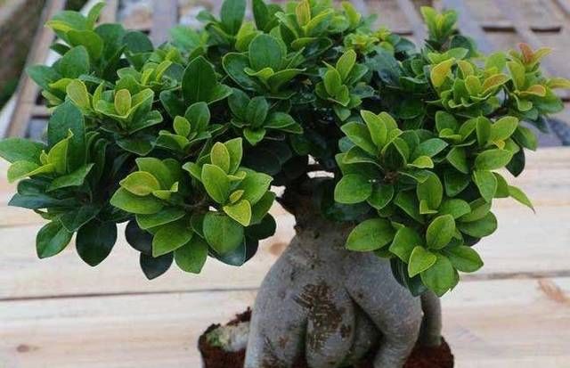  [个性]这个植物个性强，叶片小才会美，这样调节叶片才会小