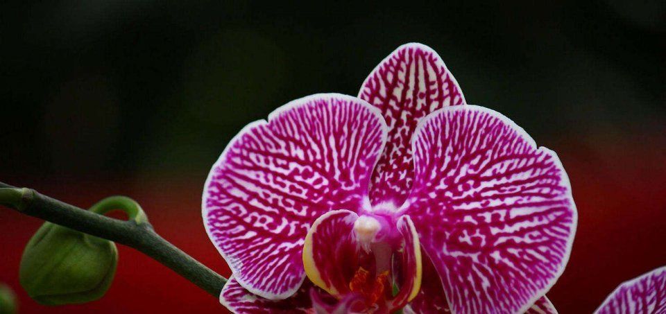  『蝶兰开花』蝴蝶兰养护方法，保持适当的阳光，注意施肥和浇水