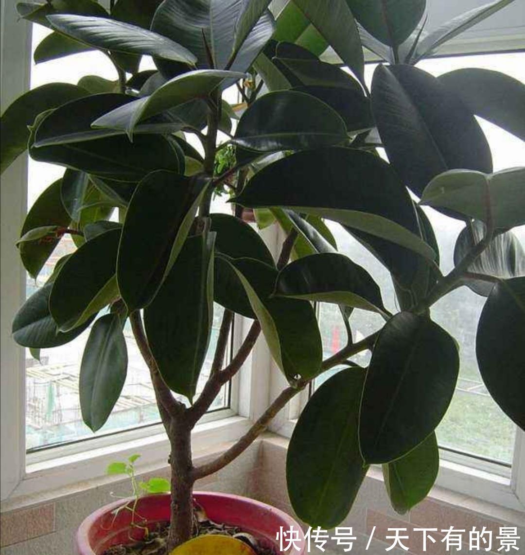 『春天』橡皮树不长新叶,春天做好几件事,长得旺盛,叶子浓绿