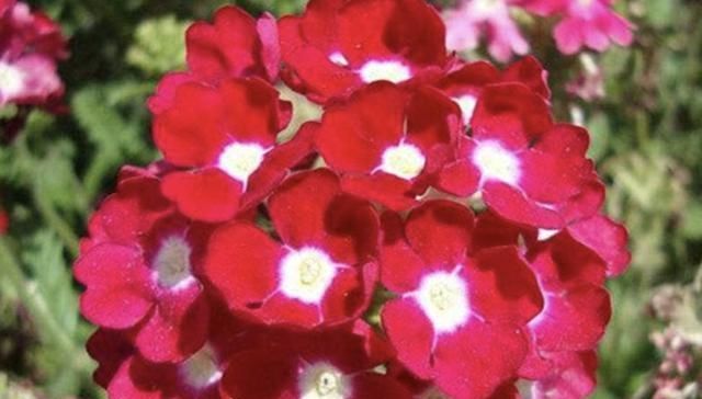  #花苞#入秋后，李大姐在家养“4种花”，个个冒出“大花苞”，花