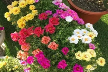  『枝条』一种“不死花”，开花300天，枝条剁成段，复制一百盆