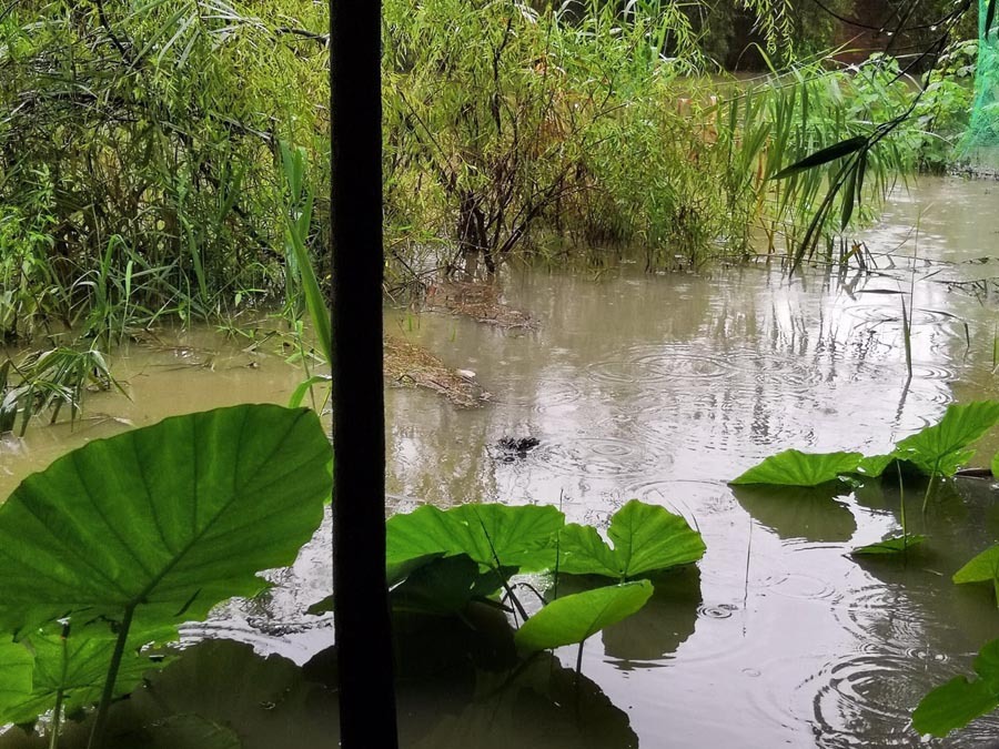 四川暴雨衍生七大谣言 你信了吗？