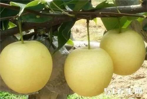 每天饭后吃它，可以大量排出致癌物，让人年轻20岁