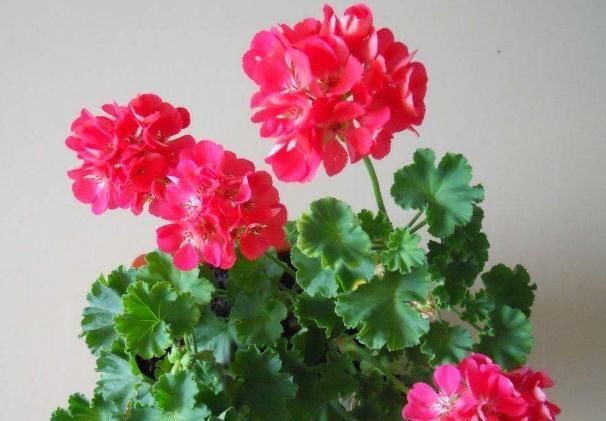  [随便]“3种花”花朵数不清，阳台随便摆一盆，花一开就是“花瓣雨”