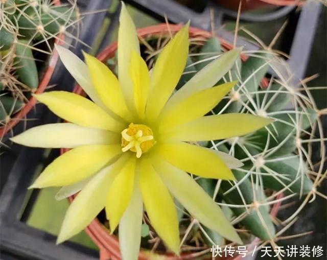  [图片作者]15种超级好养的花，不死鸟居然不是第一，“养花杀手”们试一试吧