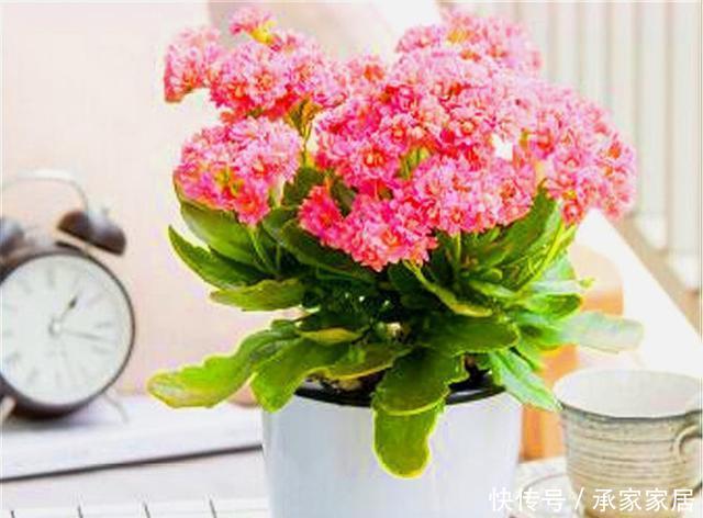  『延长』长寿花有“4怕”，难怪只长叶子不开花，学会了花期延长开花多