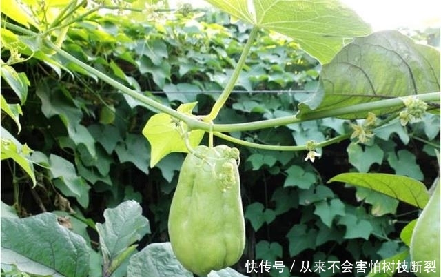  种植：农村这种菜，一株能结果500个，以前很受欢迎，如今却无人