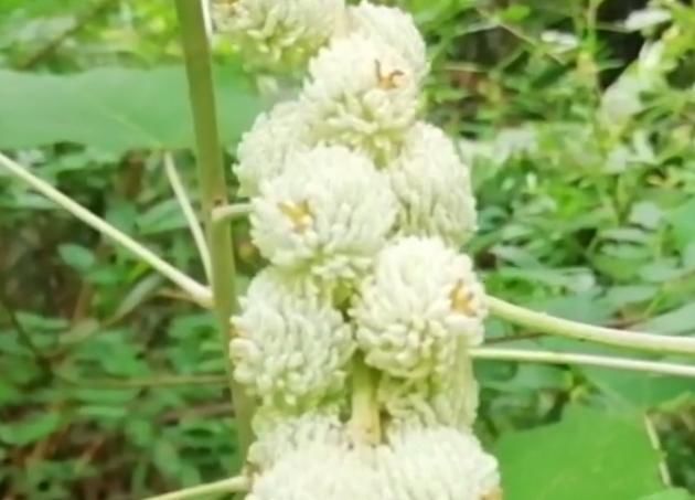  「叫法」农村路边常见的植物“白背叶”，如今药用价值高，就问