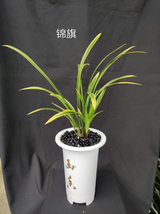  『家里』活的“香水花”，家里养一盆，有品位、气质佳！