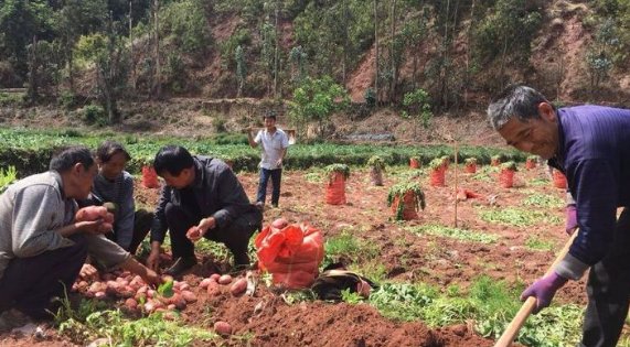  #作物#农民很喜欢的一种作物，被称为”土黄金“，现在成稀罕物