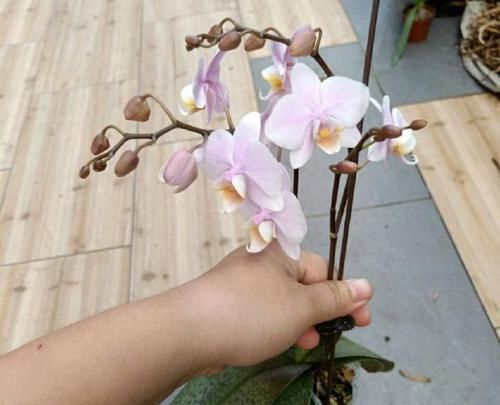 花芽分化:谢花的蝴蝶兰换盆,用水苔好还是苔藓好,蝴蝶兰二次开花妙招