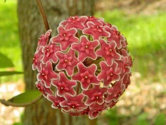  『插进』六种可以扦插的植物，天气暖和剪段枝条，插进土壤中就能生根