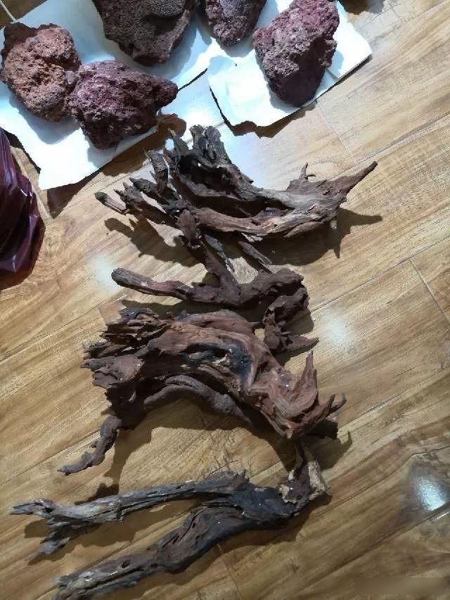  「养草」从养鱼到养草，从雨林缸到水陆缸 | 10年水族之路