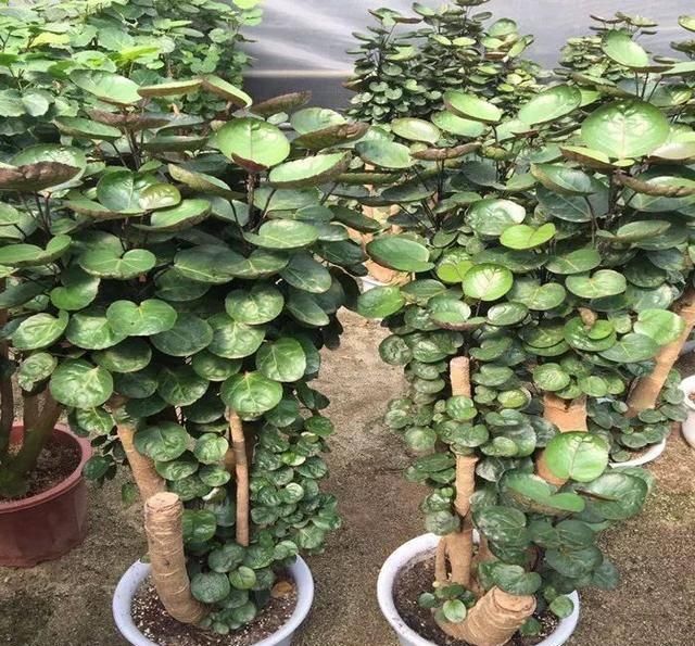  金钱树■这四种招财旺运的花，叶子像钱币，有钱人都爱养