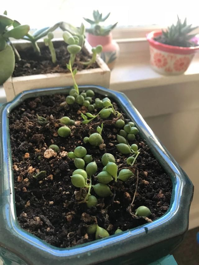  盆土：吊盆养的珍珠吊兰快要挂了，叶子发黄，枝条干枯，要怎么挽救？