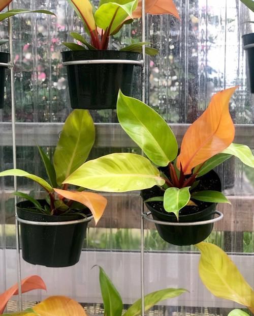  「观叶」几种适合养浴室和厨房的观叶植物，在灯光下养着，可保持叶子翠绿