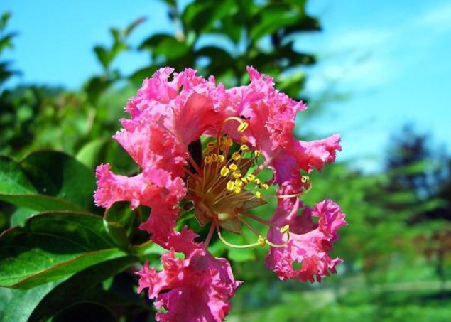  「色彩艳丽」紫薇花的养花方法，这样养护花开更久，色彩艳丽满枝头，花期长