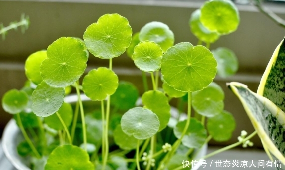  『春天』春天养这几款植物，好养易爆盆，比绿萝还好养，阳台变成大观园
