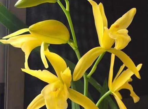  #微卷#?此兰叶片爪艺微卷，花色黄金一般金光灿灿，富贵大气，好养易活