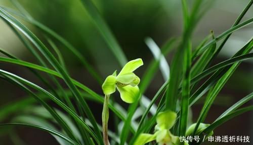 『不当』四月养兰花,养护不当容易烂根,花苞也枯萎,一招教你解决!