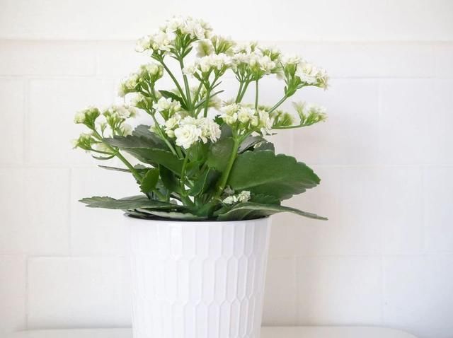  #旺盛#室内植物施肥掌握这几点，观叶植物长得旺盛，观花植物开花灿烂