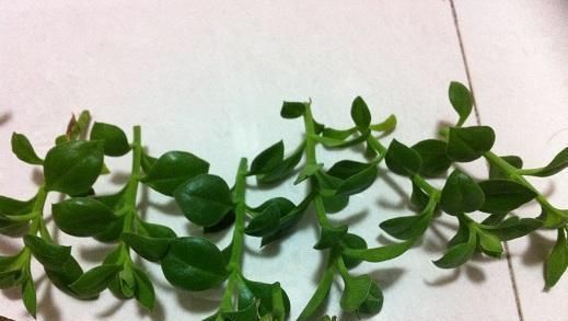  『花和叶』这4种不同的吊兰，一个枝条就能种，花和叶都漂亮，四个月长满盆