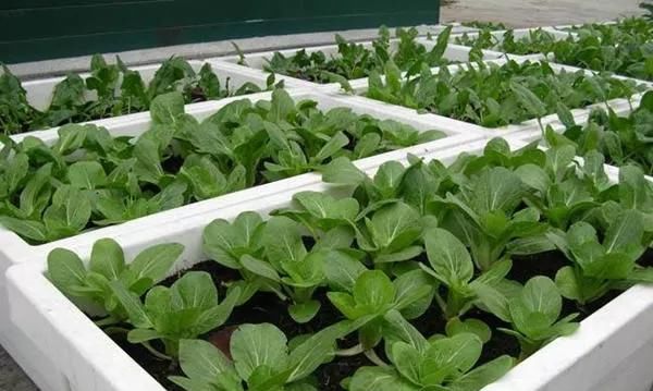  『邻居』阳台种菜，一个月长满盆，新鲜韭菜一茬接一茬，吃不送邻居