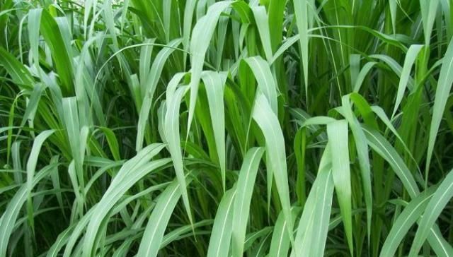  收益@皇竹草亩产20吨，一亩收益高达5000块，在北方能种植吗？