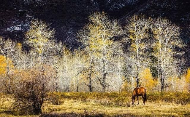 最美的秋天在路上!中国勾魂的秋景就在北疆,惊艳的让人失眠