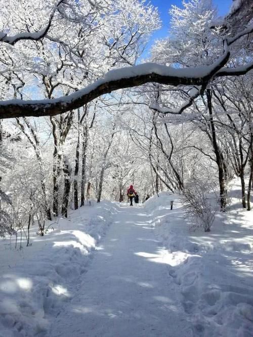 大雪过后的黄山，美景迭出