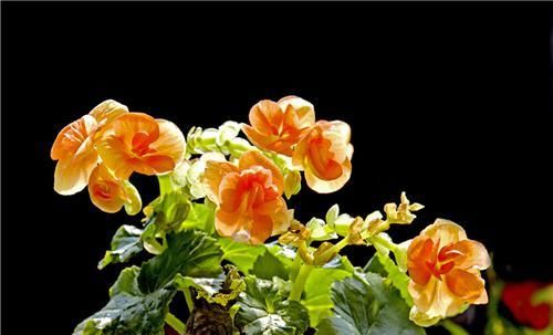  [夏季]常年开花的四季海棠，教你3个技巧，花开成簇、易爆盆