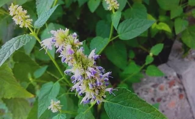  『当做』农村一种野草，经常被当做杂草，现发现可以发表解暑，一斤10元