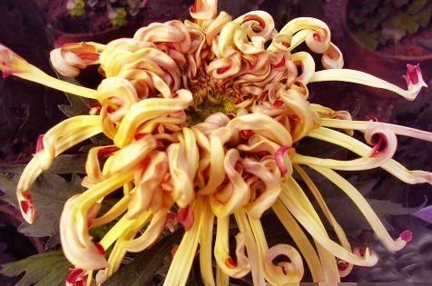 「微笑是一」如果你喜欢玫瑰,最好留一壶《珍稀名菊》,红雁齐飞,歌舞升平,优雅华丽