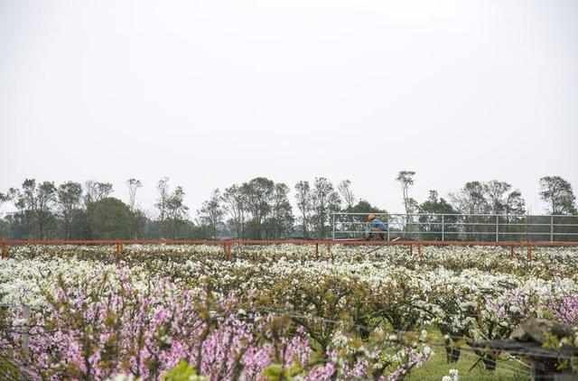  「春天」舟山：春天梨园花如雪 果农致富有新招