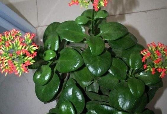  开花：长寿花这样施肥,才能保证叶子肥厚,花大又艳,开花更多