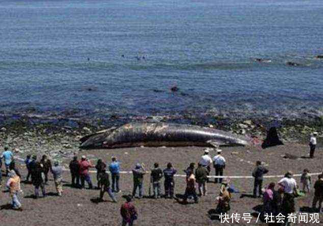 这些照片大多上过热搜，骗过了多数人的眼球，你是不是也中招了？