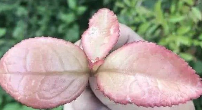  #植物#它因外貌奇特，常被农民摘掉，殊不知，当今如此的珍贵