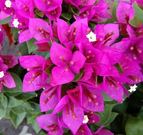  「三角梅开花」大叔养三角梅，花比叶子多，经常浇“这种液体”，年年开满阳台