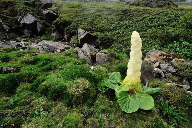 喜马拉雅山的巨型“白菜”非常稀有，比“天山雪莲”还珍贵